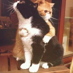 Meet your Posher, Nelsy